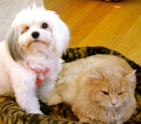 A little white dog is sitting next to an orange kitten